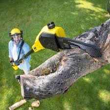 Tree Care Services